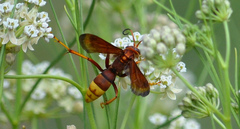 Poecilopompilus algidus