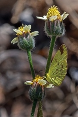 Eurema hecabe solifera