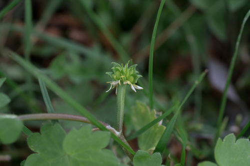 Eastern Buttercup (Ranunculus chius)