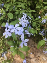 Plumbago auriculata