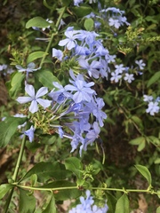 Plumbago auriculata