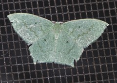 Maxates centrophylla