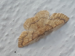 Periclina syctaria