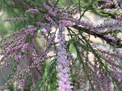 Tamarix chinensis