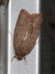 Enoplidia simplex
