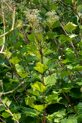 Arnoglossum reniforme