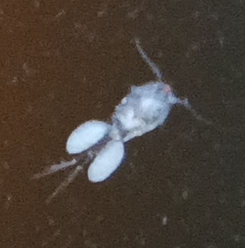 Eucyclops agilis