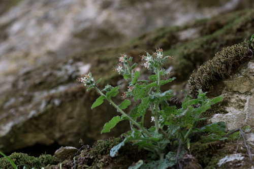Rhodian Comfrey (Symphytum circinale)