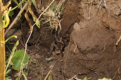 Grammostola