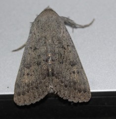 Pandesma submurina