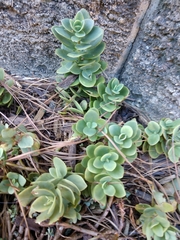 Hylotelephium sieboldii