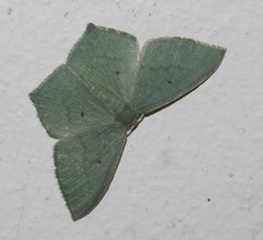 Maxates centrophylla