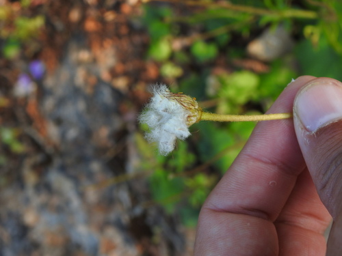 Image of Anemone palmata by (c) Duarte Frade, some rights reserved (CC BY)