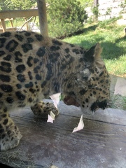 Panthera pardus orientalis