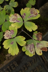 Phytomyza aquilegiae