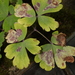 Phytomyza aquilegiae group - Photo no rights reserved, uploaded by Stephen James McWilliam