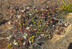 Leucopogon xerampelinus