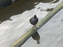 Fulica atra