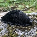 Black Slug - Photo (c) Marcus Rosten, some rights reserved (CC BY), uploaded by Marcus Rosten