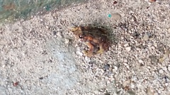 Incilius bocourti
