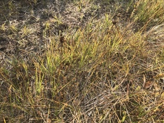 Juncus castaneus castaneus