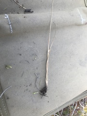 Juncus castaneus castaneus