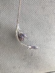 Juncus castaneus castaneus