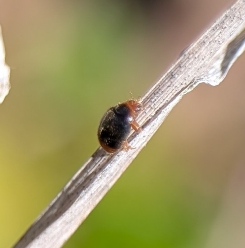Firefly Duskyling photo 5
