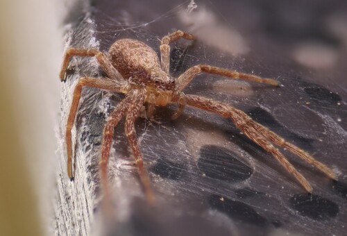 White-striped Running Crab Spider
