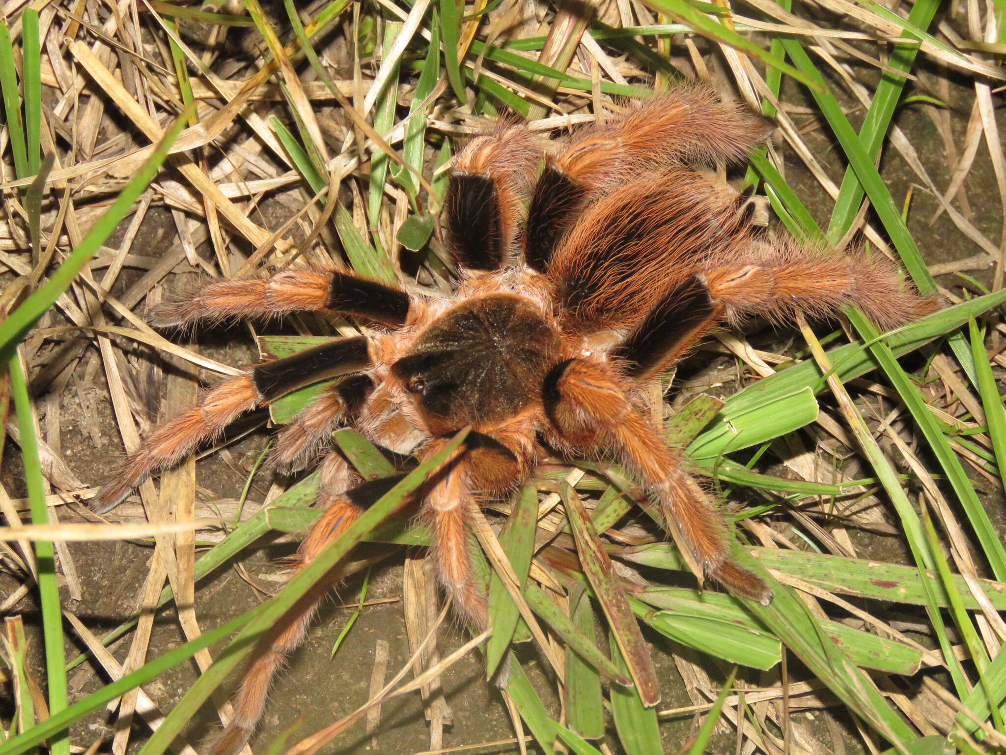 Colombian Giant Redleg Tarantula (Megaphobema robustum) · iNaturalist