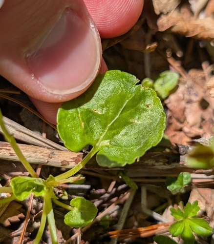 Image of Viola minuscula by (c) Tyler Ekholm, some rights reserved (CC BY)