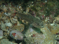 Gobius fallax