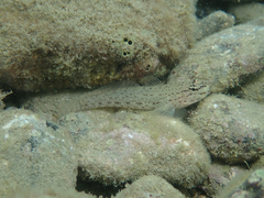 Gobius bucchichi