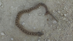 Heterodon nasicus