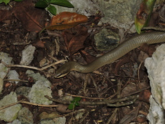 Conophis lineatus