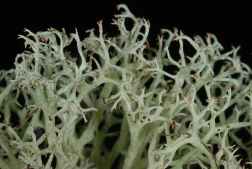 Dixie Reindeer Lichen