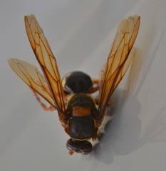 Sphecius