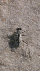 Habroscelimorpha dorsalis