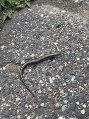 Plestiodon septentrionalis