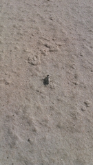 Habroscelimorpha dorsalis