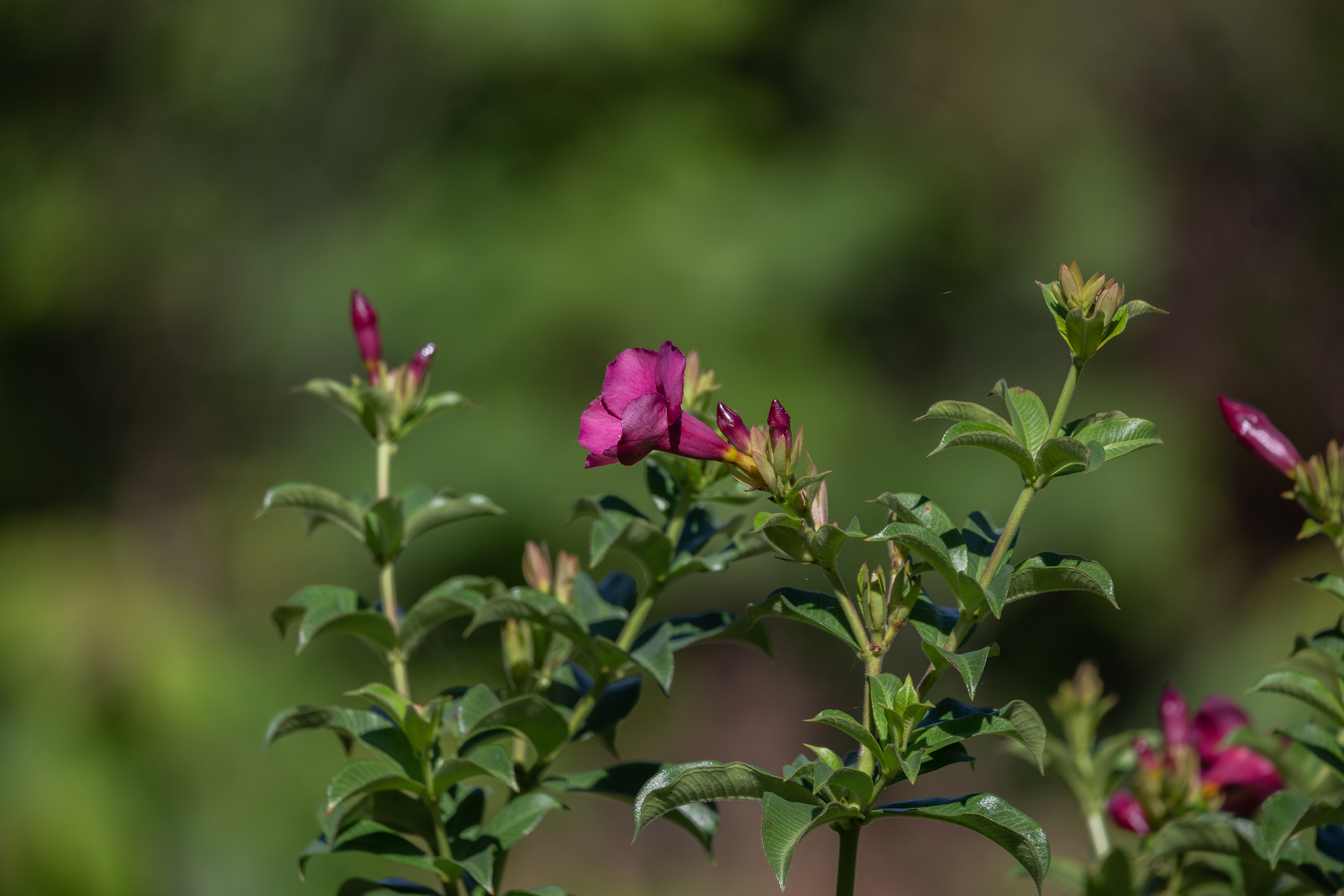 Allamanda blanchetii