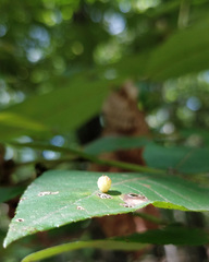 Caryomyia viscidolium