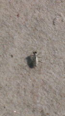 Habroscelimorpha dorsalis