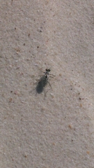 Habroscelimorpha dorsalis