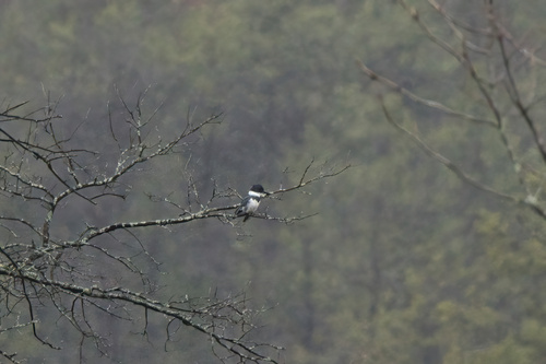 Belted Kingfisher photographed in Wisconsin