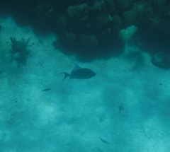 Balistes vetula