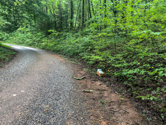 Boletus nobilissimus