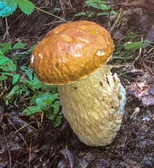 Boletus nobilissimus