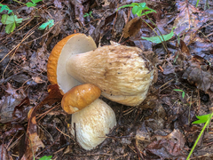 Boletus nobilissimus
