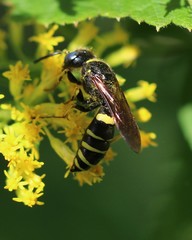 Philanthus solivagus